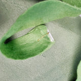MBRS1 - Avocado costumes (wear it over shoulders like a sign) One size fits all