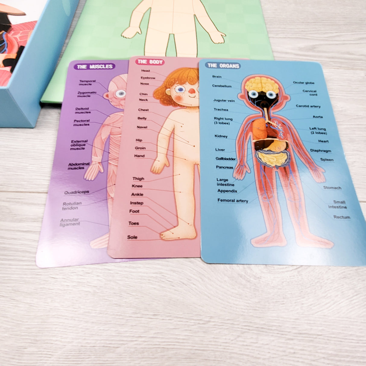 Wondertoys Wooden Human Body Magnetic Puzzle